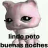 🐈‍⬛🤣Michis Lovers Para ti🤣🐈‍⬛ 12