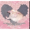 Funny cat 9