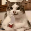 😡🐱 GATOS ENOJADOS 🐱😡 17
