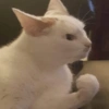 😡🐱 GATOS ENOJADOS 🐱😡 12