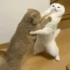 😡🐱 GATOS ENOJADOS 🐱😡 14