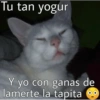 🐈‍⬛🤣Michis Lovers Para ti🤣🐈‍⬛ 11