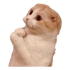 Gatos y algo mas 20