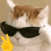 Gatinhos + emojis 😻 23