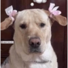 Pets fofos  22