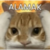 MEME KUCING 2 5