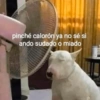 pinché calorón ya no sé si ando sudado o miado