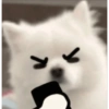 Dog 5
