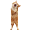 Gatos y algo mas 17