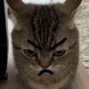 😡🐱 GATOS ENOJADOS 🐱😡 24