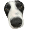 Bruce Wayne Dog 26