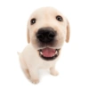 Dogs!  9