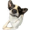 Bruce Wayne Dog 10