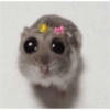 Sad hamster 11