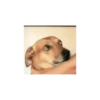 Perros que juzgan 12