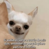 Si pudieras verte a través de mis ojos, entenderías porqué quiero partirte el hocico.