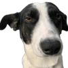 Bruce Wayne Dog 12