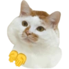 Meme Kucing Imut #4 6
