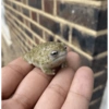 Frog 25