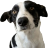 Bruce Wayne Dog 17