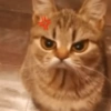 😡🐱 GATOS ENOJADOS 🐱😡 21