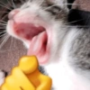 Gatinhos + emojis 😻 27
