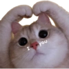 MEME KUCING 2 10