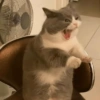 😡🐱 GATOS ENOJADOS 🐱😡 20