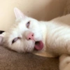 MEME KUCING 2 6