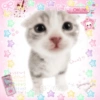 Gatitos de amor 💕🐱 7