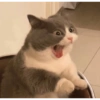 Gatitos 2🐈❤️ 12