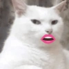Gatinhos + emojis 😻 28