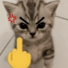 😡🐱 GATOS ENOJADOS 🐱😡 5