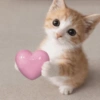 Gatitos de amor 💕🐱 13