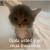 🐈‍⬛🤣Michis Lovers Para ti🤣🐈‍⬛ 14