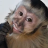 Macaquinhos 🙊🤣 6