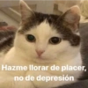 😸 Gatos pal chat 😎🤙 2 7