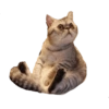 Gatos y algo mas 18