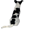Bruce Wayne Dog 16