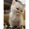 Gatitos 2🐈❤️ 15