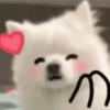 Dog 12
