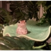 Frog 27