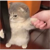 Pets fofos  21