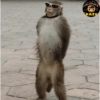 🌴🐒Monkey Crazy🐒🌴 🔥金Montana金🔥 14