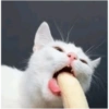 Pets fofos  11