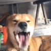 Perro bostezando 7