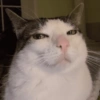 Cat Meme 16