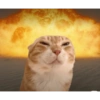 Cat Meme 14