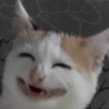 Meme stiker kucing 🐱 11