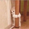 Cats and dogs funny 5